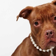 Illustration for article titled Adorable Adoptable Animals in Accessories Will Make Your Eyes Leak